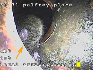 Rat using Sewer Drain