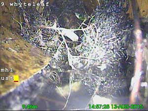 A Free Post Blockage Clearance 'Look See' Inspection Identifies Tree Roots to be the Cause of Repeat Blockages in London.