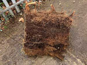 Mass tree roots cut out of a manhole chamber.