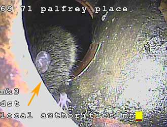 Rats in Drainage Chiswick
