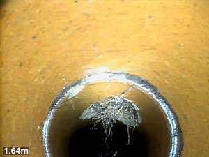 Roots growing into a drain through structural damage.