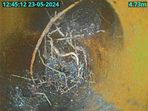 Roots growing through cracked drain.