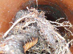 Tree root in drains can quickly restrict the full working diameter.