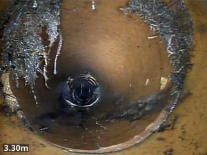Tree root ingress within a drain