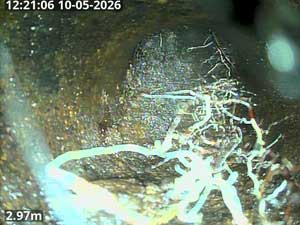 Tree roots completely blocking an underground drain.