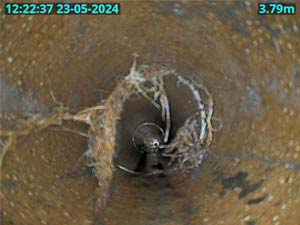 Roots ingress in Drain Wembley